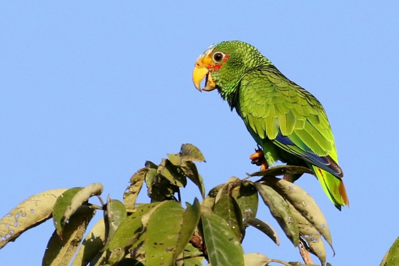 Yucatan Amazon