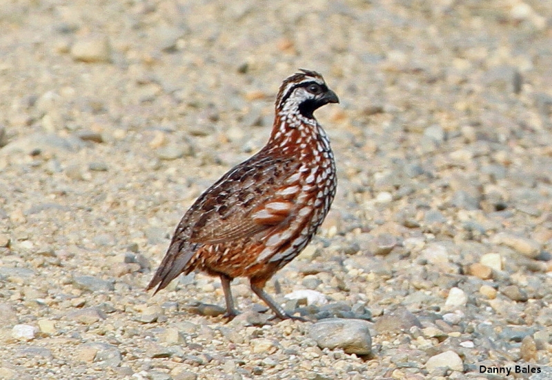 Yucatan Bobwhite