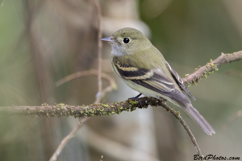 Acadian Flycatcher