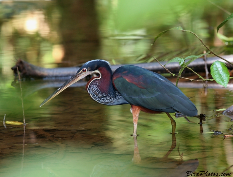 Agami Heron