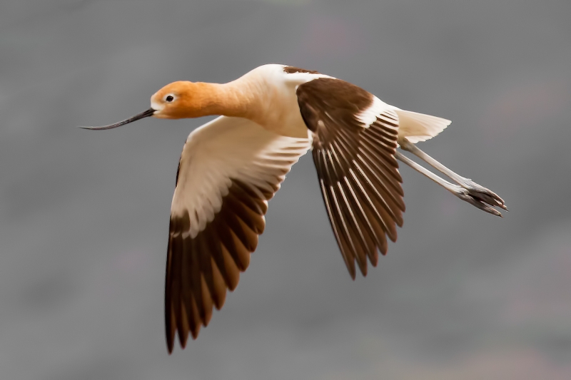 American Avocet