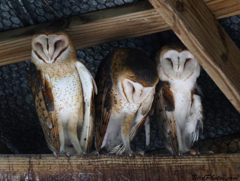 American Barn Owl