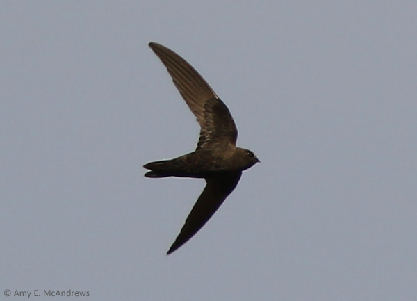 American Black Swift