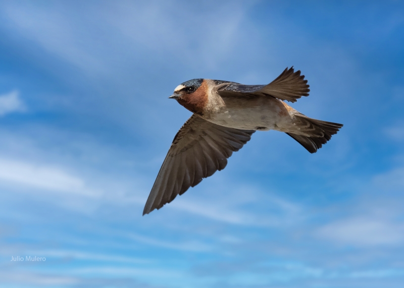 American Cliff Swallow