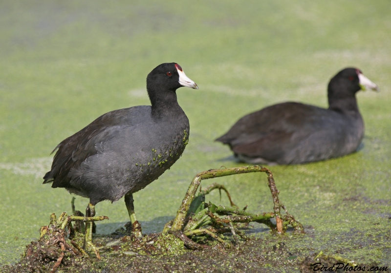 American Coot