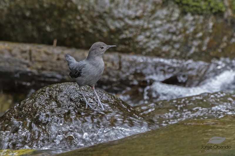 American Dipper