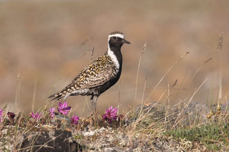 American Golden Plover