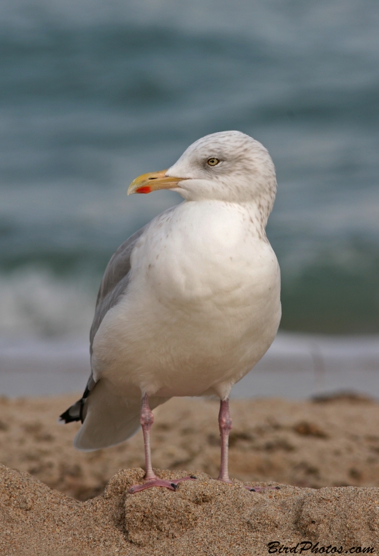 American Herring Gull