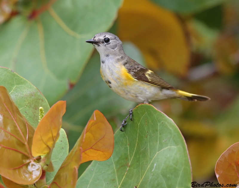 American Redstart