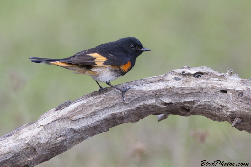 American Redstart