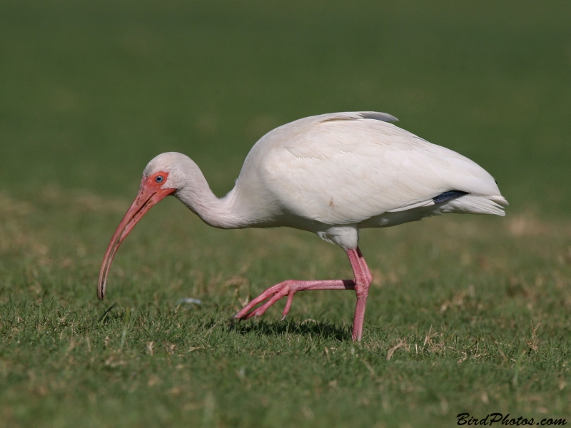 American White Ibis