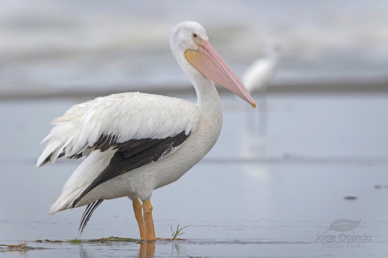 American White Pelican