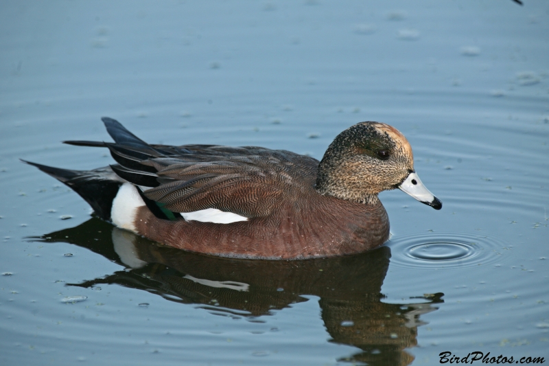 American Wigeon