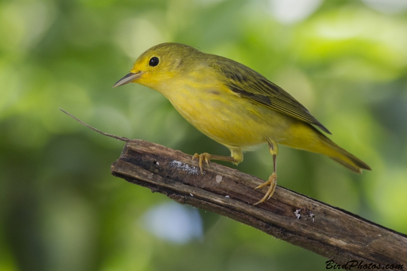 American Yellow Warbler