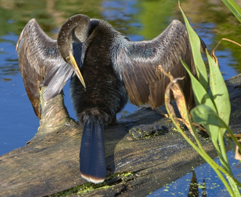 Anhinga