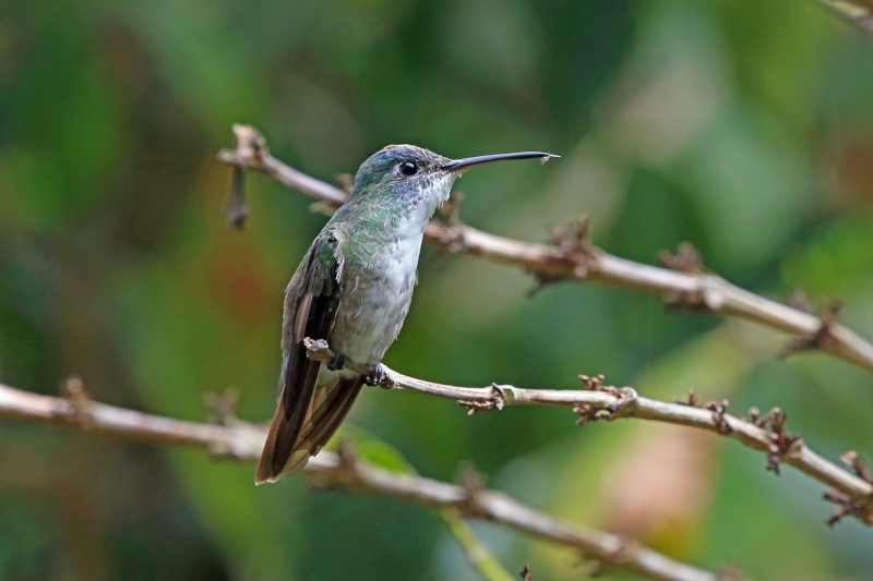 Azure-crowned Hummingbird