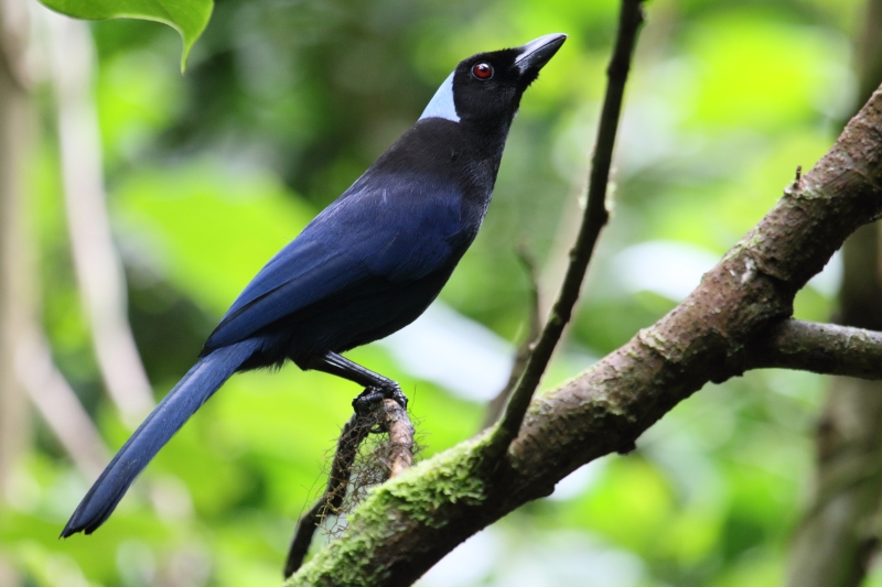 Azure-hooded Jay