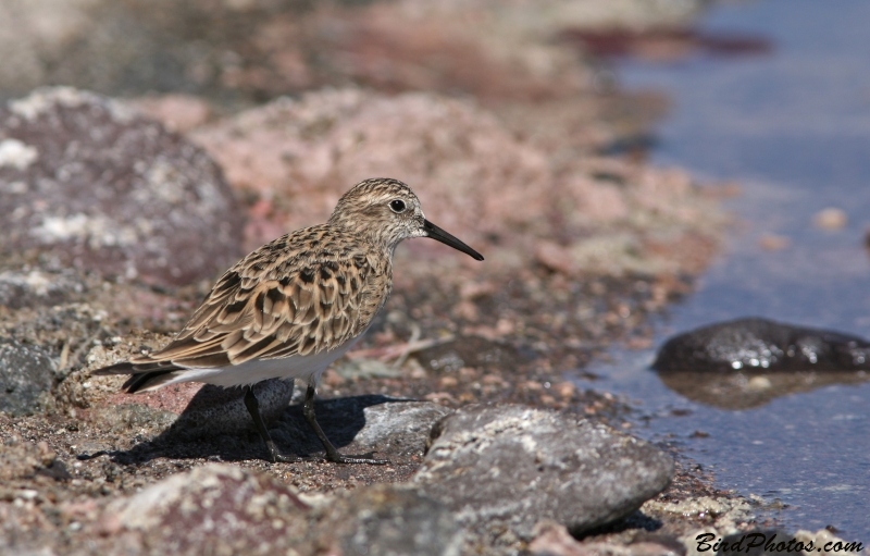 Baird's Sandpiper