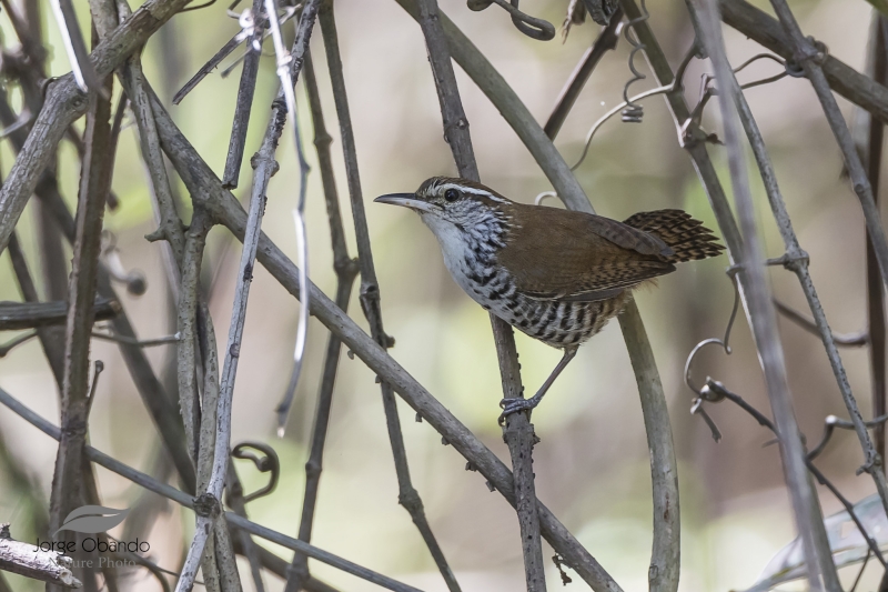 Banded Wren