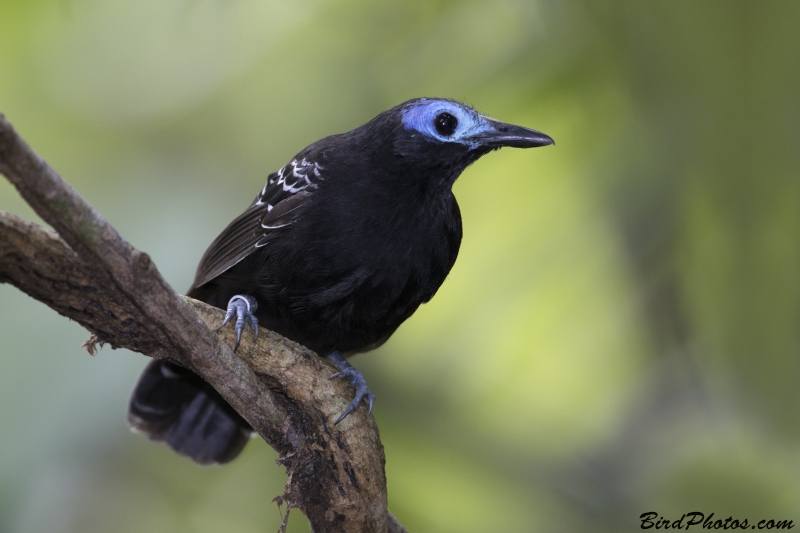 Bare-crowned Antbird