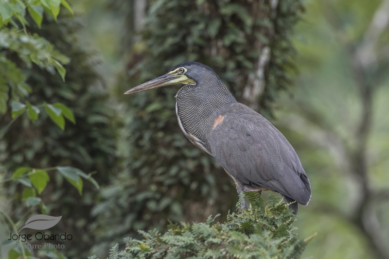 Bare-throated Tiger Heron