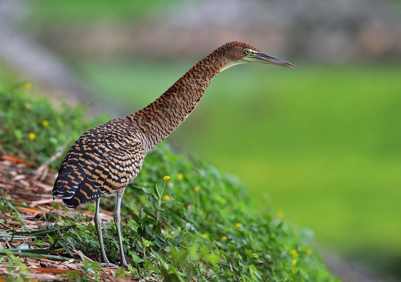 Bare-throated Tiger Heron