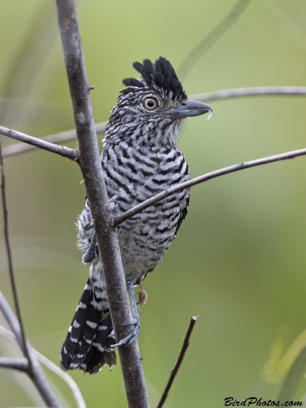 Barred Antshrike