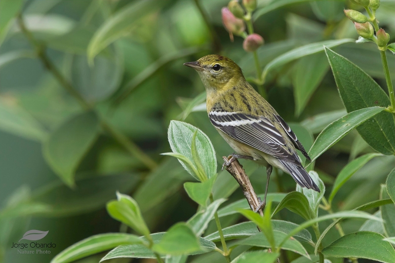 Bay-breasted Warbler