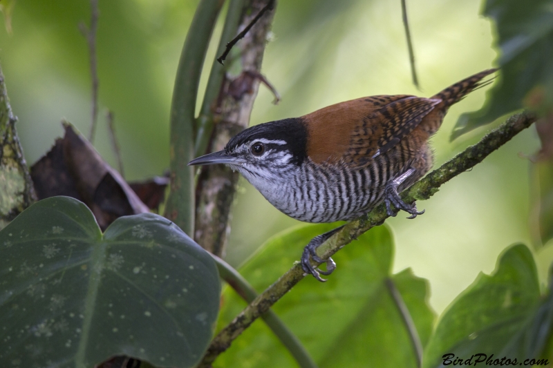 Bay Wren