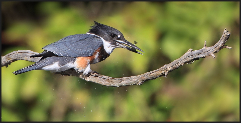 Belted Kingfisher