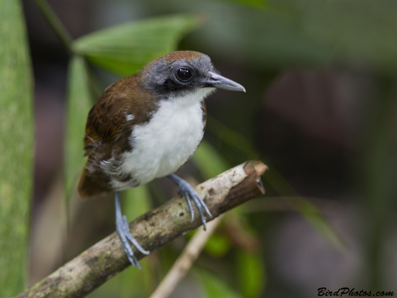 Bicolored Antbird