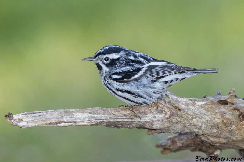 Black-and-white Warbler