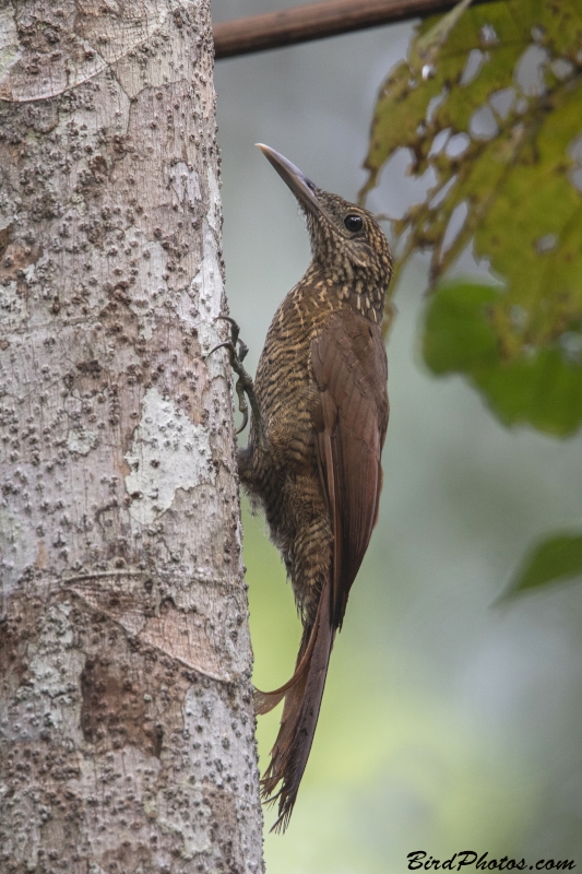 Black-banded Woodcreeper