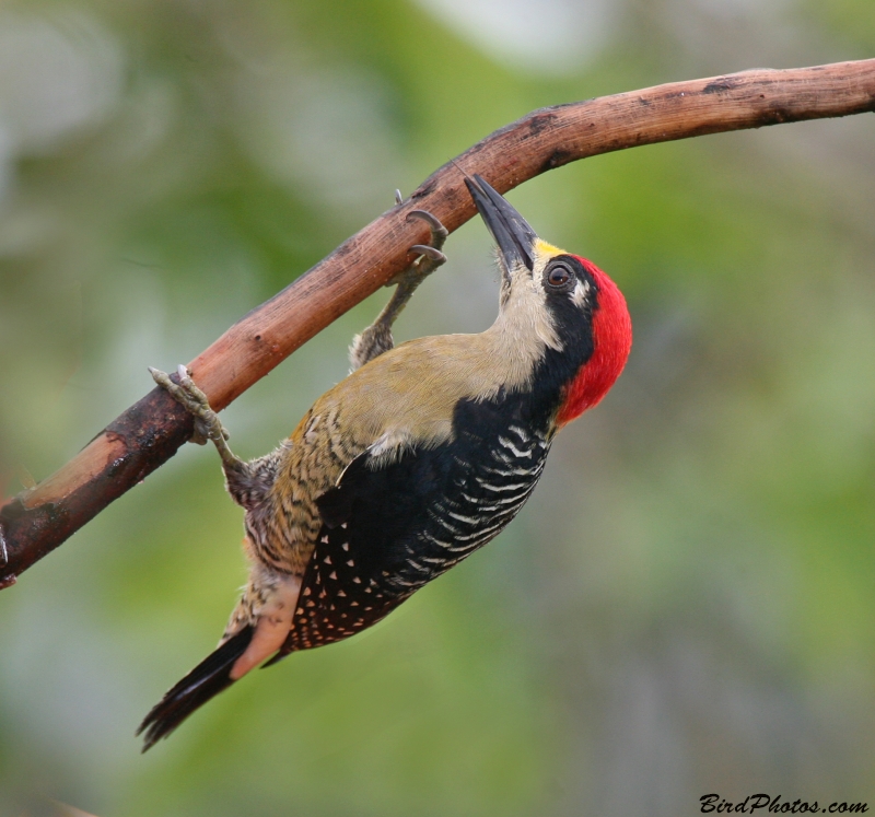 Black-cheeked Woodpecker