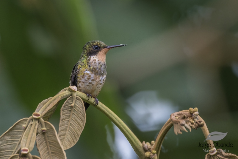 Black-crested Coquette