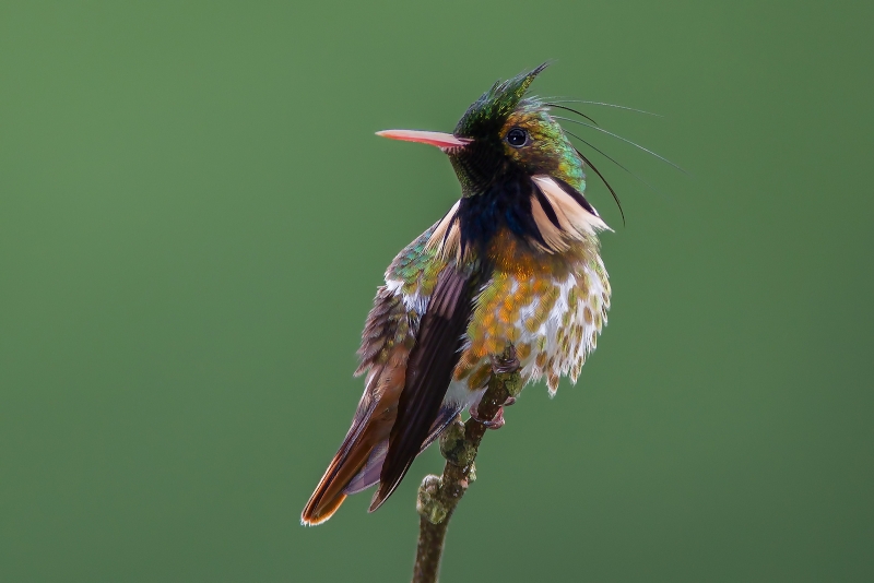 Black-crested Coquette