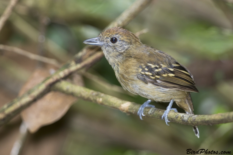 Black-crowned Antshrike