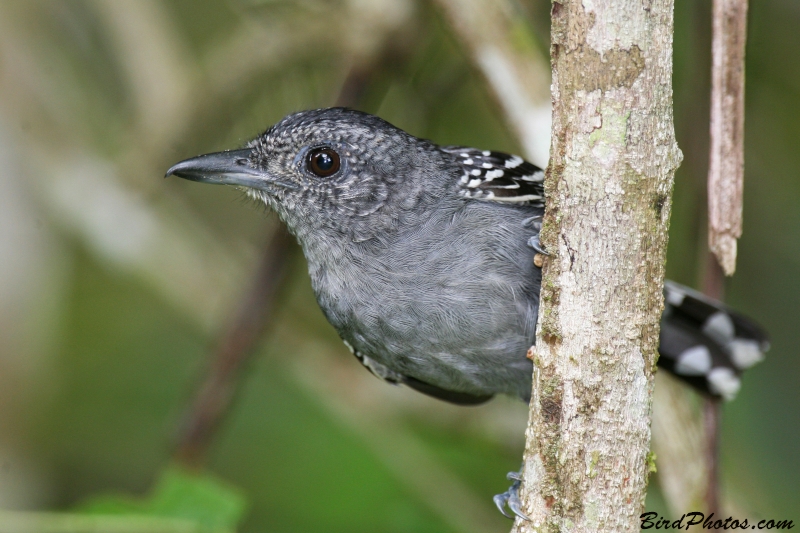 Black-crowned Antshrike