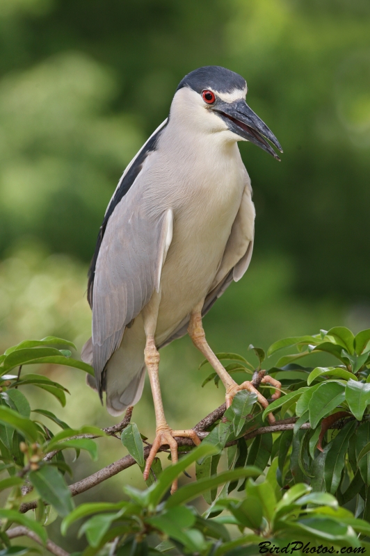 Black-crowned Night Heron