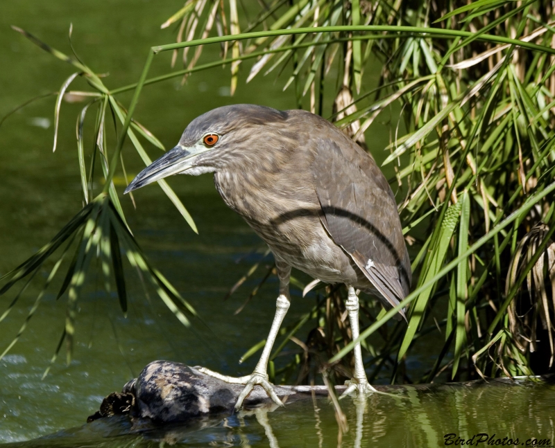 Black-crowned Night Heron