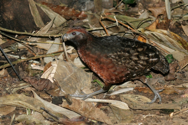 Black-eared Wood Quail