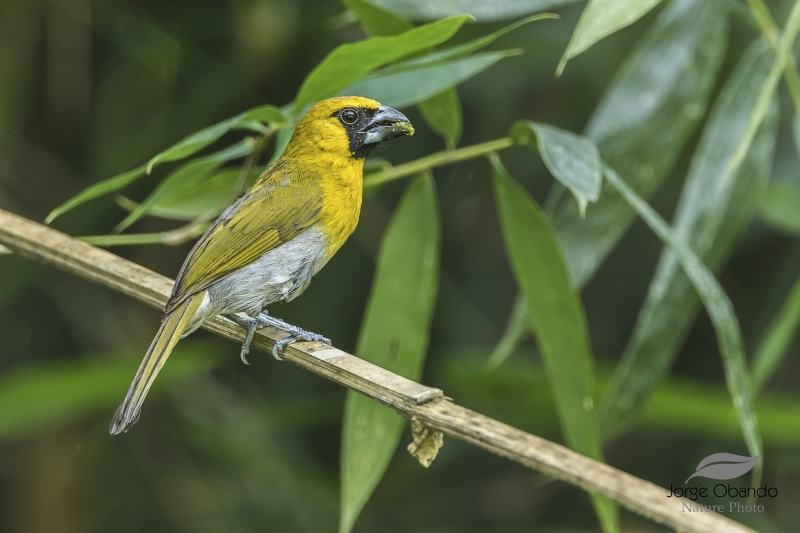 Black-faced Grosbeak