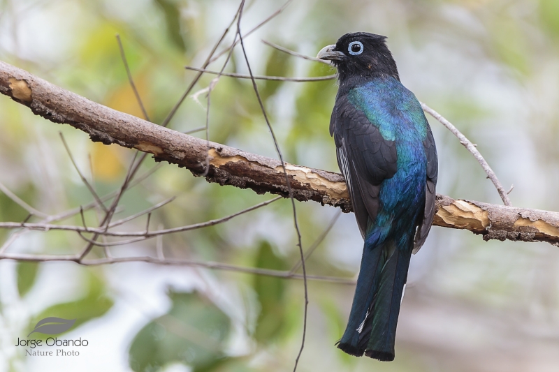 Black-headed Trogon