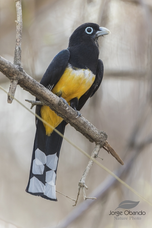 Black-headed Trogon