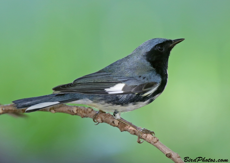 Black-throated Blue Warbler