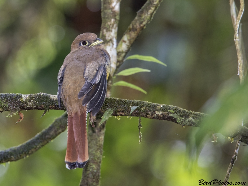 Black-throated Trogon