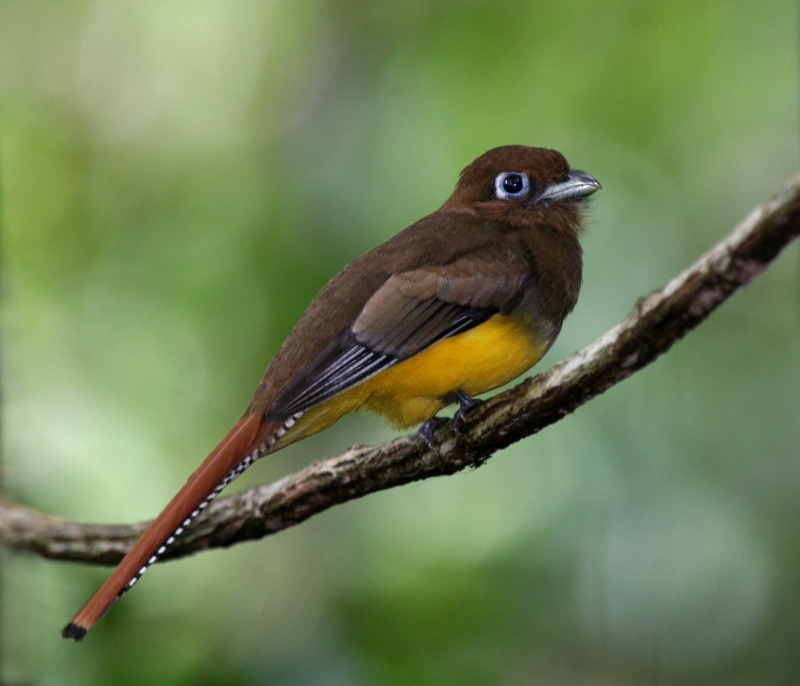 Black-throated Trogon