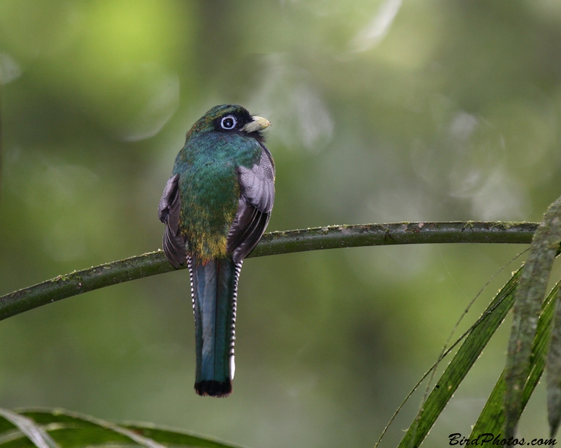 Black-throated Trogon