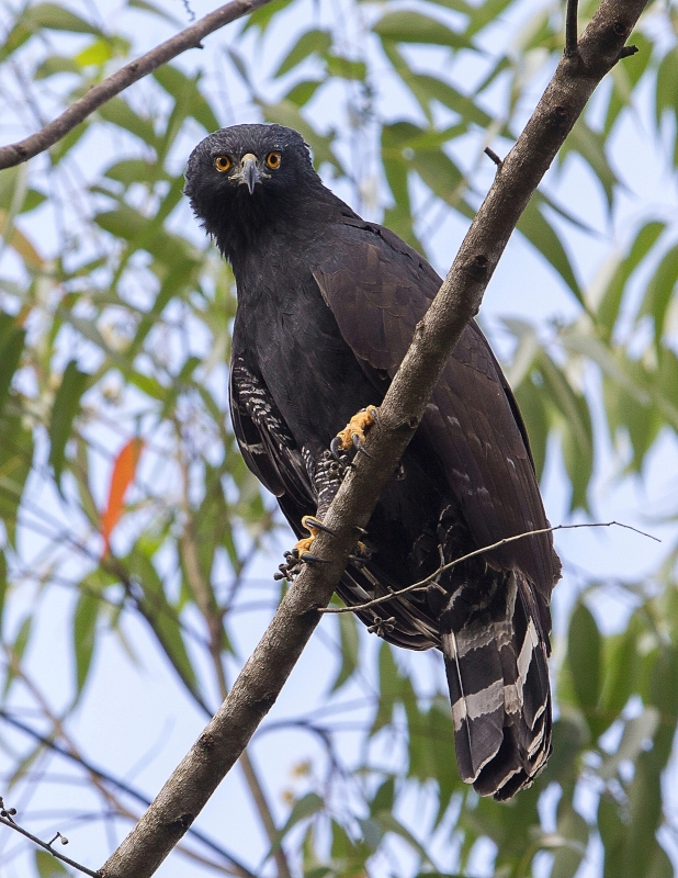 Black Hawk-Eagle