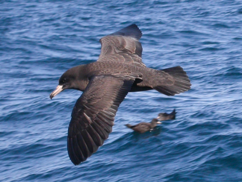 Black Petrel